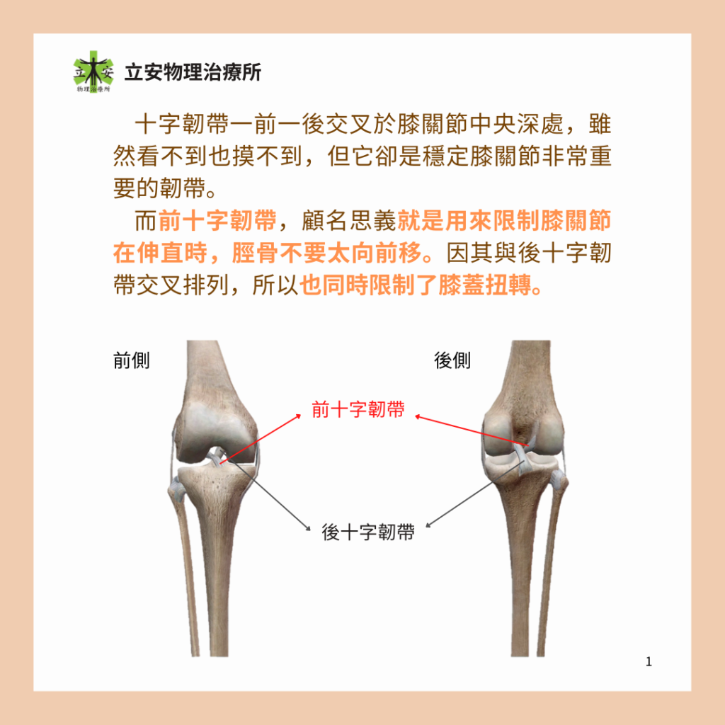 立安小教室:膝蓋前十字韌帶的構造、功能及傷害預防