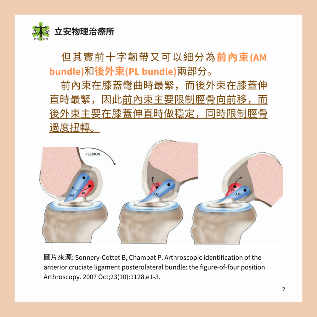 立安小教室:膝蓋前十字韌帶的構造、功能及傷害預防